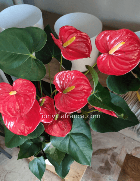 Pianta di anthurium confezionato