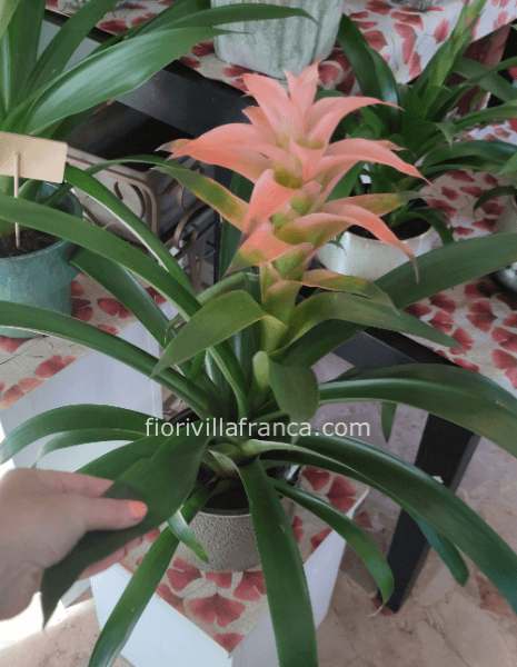 Pianta di guzmania