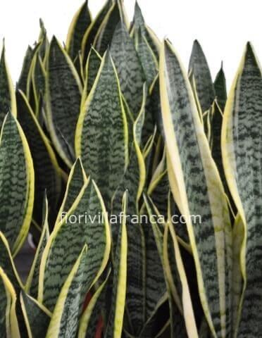 Pianta di sansevieria h. 40cm