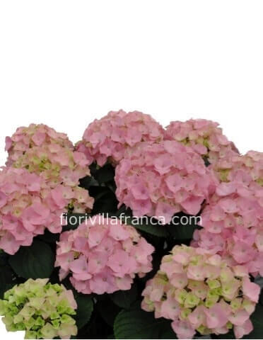 Pianta di ortensia confezionata.