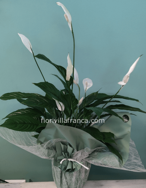 Pianta di Spathiphillum confezionato h 50/60 cm