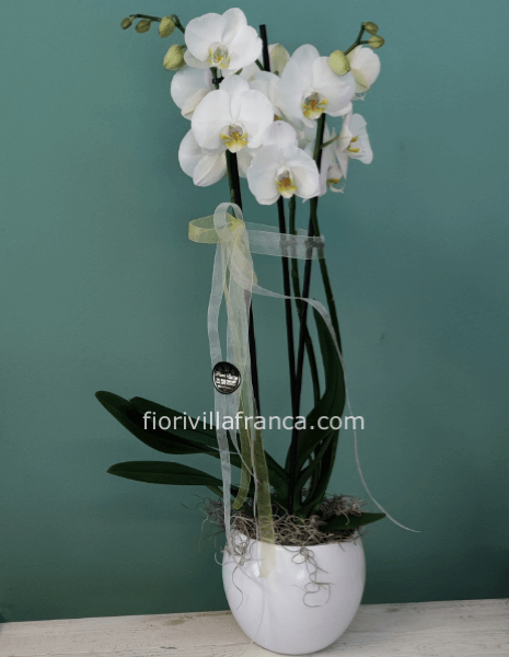 Orchidea phalenopsis confezionata senza vaso