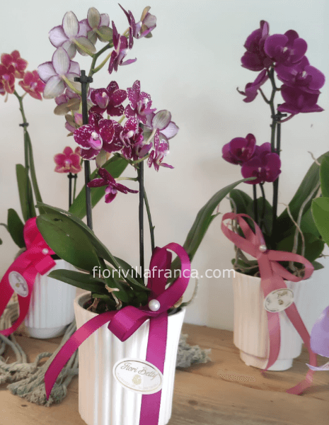 Pianta orchidea phalenopsis 40cm con vasetto ceramica