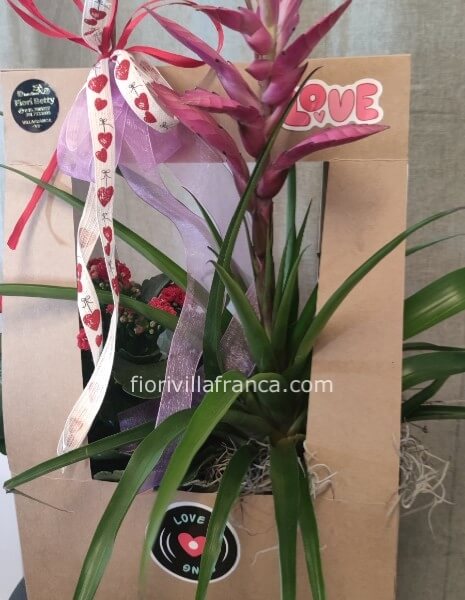 Borsetta Love con piante miste d'appartamento 