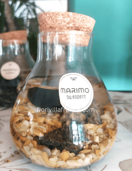 Marimo alga giapponese