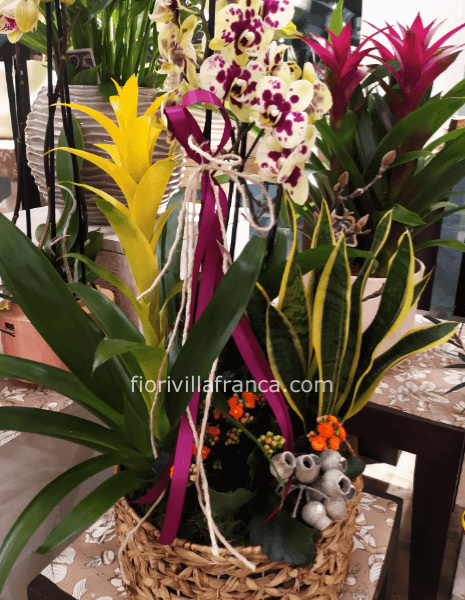 Composizione piante miste d' appartamento con cesto o vaso in ceramica