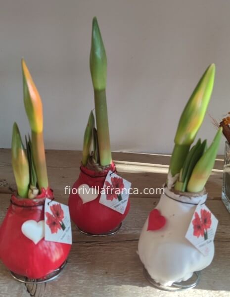 Pianta di amarillis con vaso in ceramica 