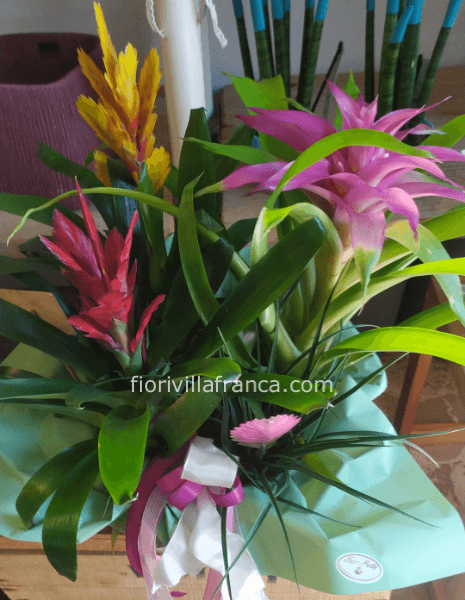 Bromelie miste o colore unicoin ciotola confezionate