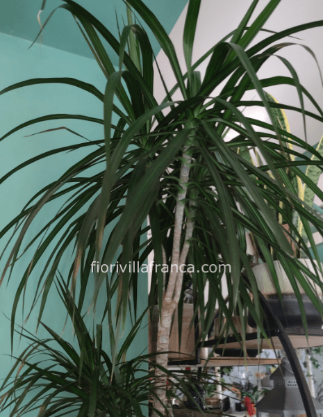 Dracena marginata ca.1,40m