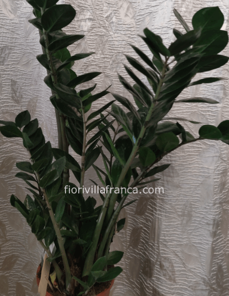 Zamioculcas confezionata
